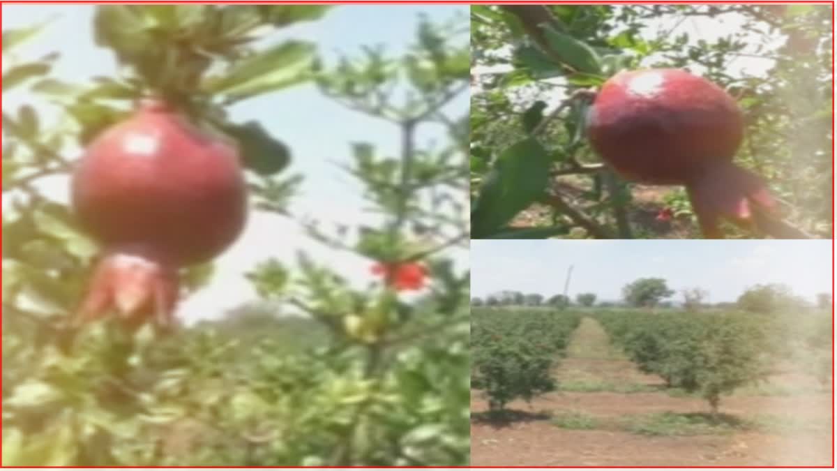 Pomegranate orchard on rocky ground