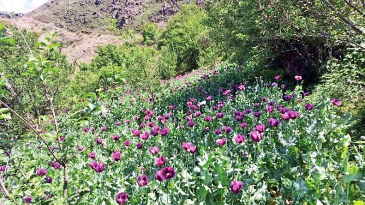 Opium cultivation in Banjar
