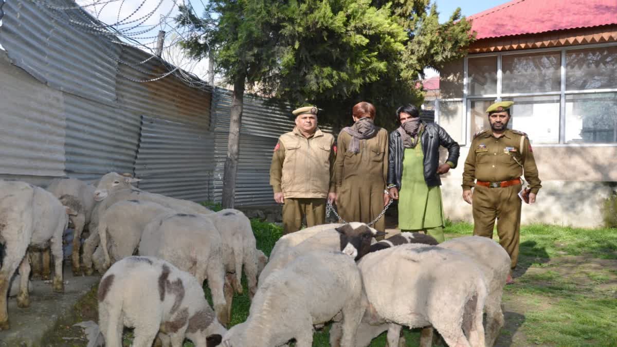 Police recovers 18 sheep in Awantipora theft