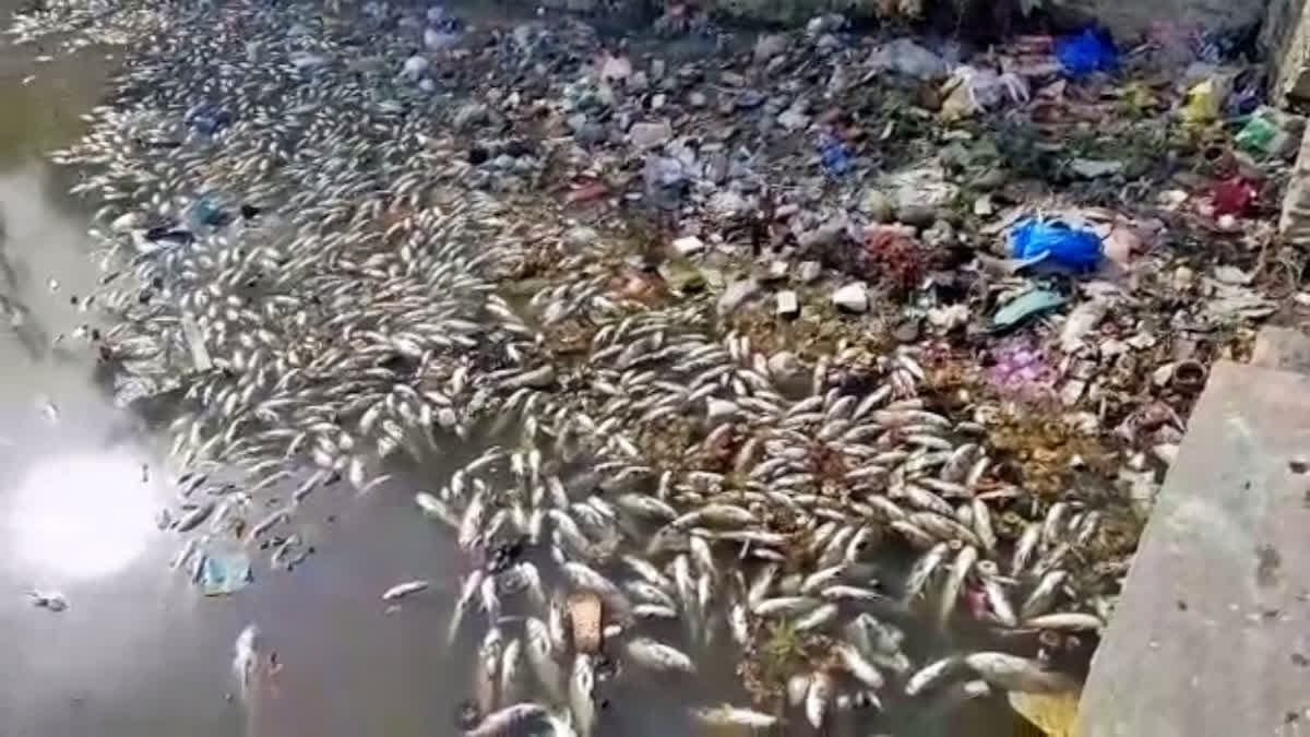 Dead fish in Kishangarh pond raise water scarcity concerns over water contamination