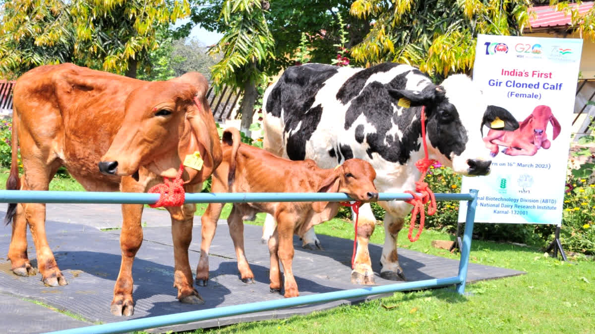 cloned Gir cow calf born in Karnal