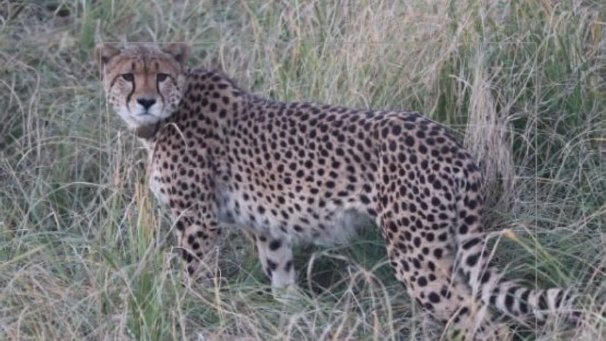 Cheetah from Namibia  Cheetah from Namibia dies in Kuno National Park  Cheetah from Namibia dies  Kuno National Park  Female cheetah Sasha  ആഫ്രിക്കയില്‍ നിന്ന് ഇന്ത്യയില്‍ എത്തിച്ച  ന്ത്യയില്‍ എത്തിച്ച ചീറ്റകളില്‍ ഒന്ന് ചത്തു  ആഫ്രിക്കയിലെ നമീബിയ  വൃക്ക സംബന്ധമായ അസുഖം  ഭോപ്പാല്‍  കുനോ ദേശീയ ഉദ്യാനത്തില്‍  കുനോ  സാഷ  ചീറ്റ