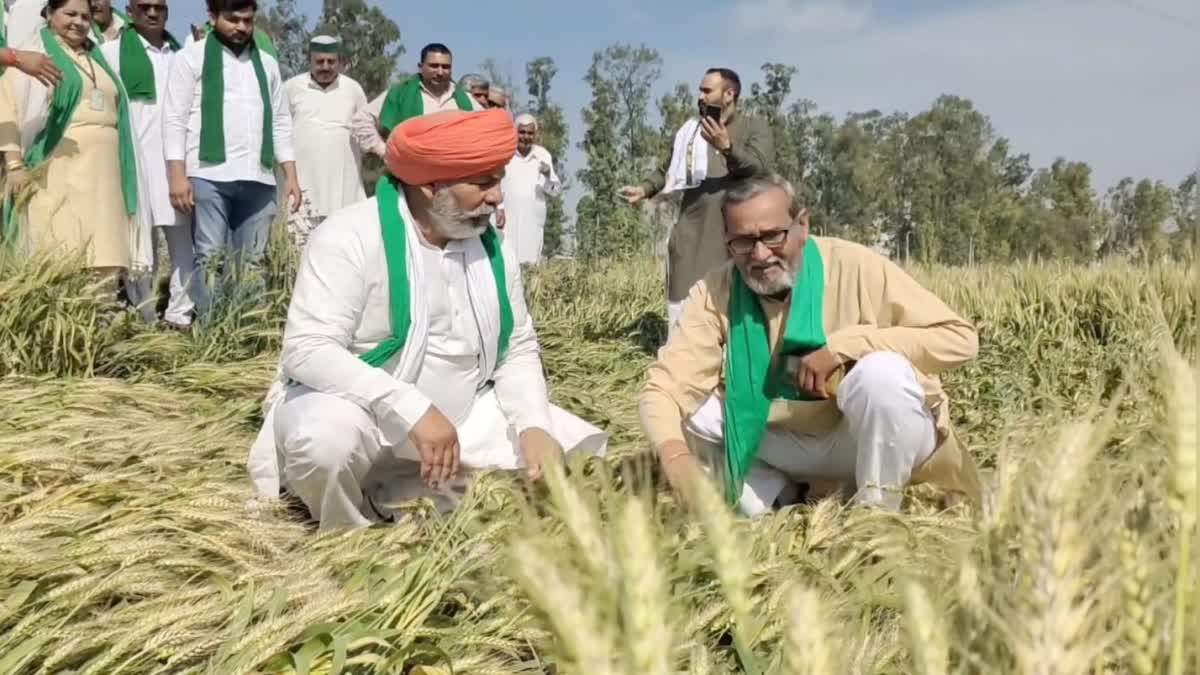 crop damaged due to rain in haryana