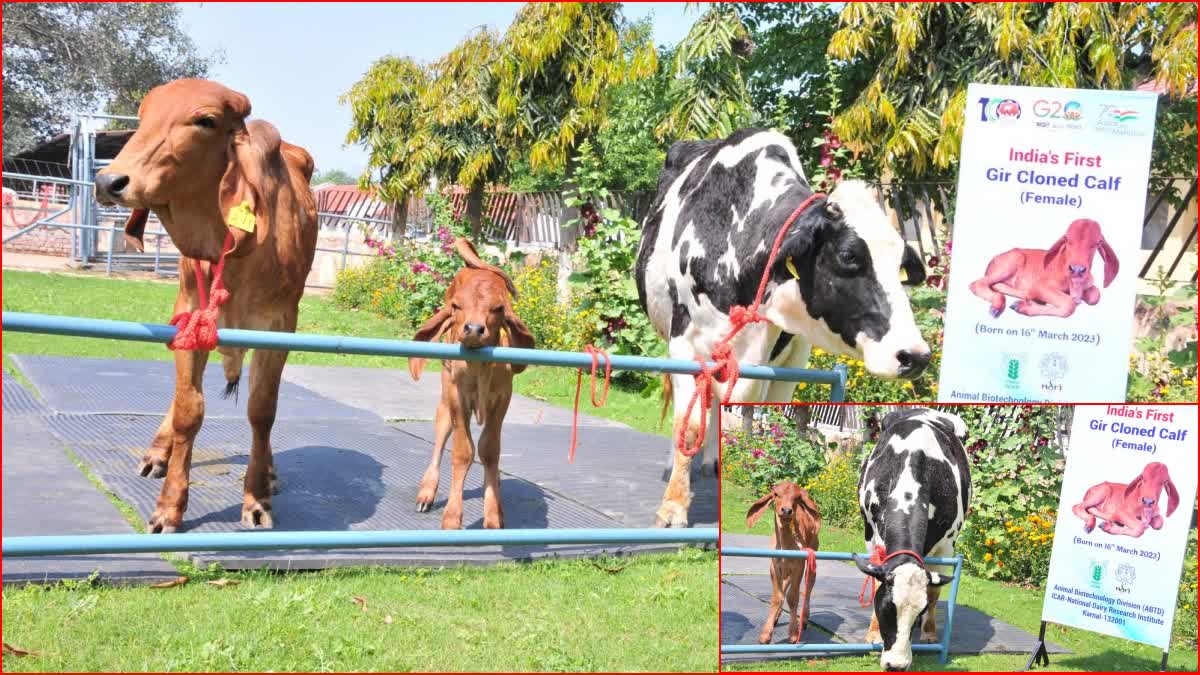 Indias First Cloned Gir Calf