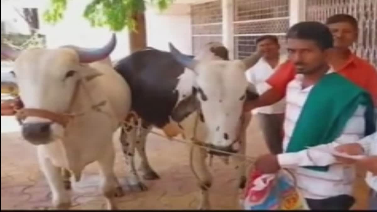 farmer given oxen as bribe to officers news