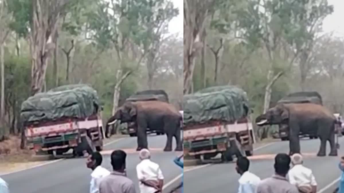 video: பசியால் லாரியை வழிமறித்து மக்காச்சோளம் சாப்பிட்ட யானை!, viral video of the elephant eating the corn loaded lorry near erode