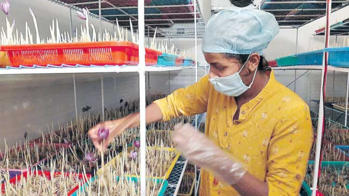 Woman Cultivating Saffron Flowers