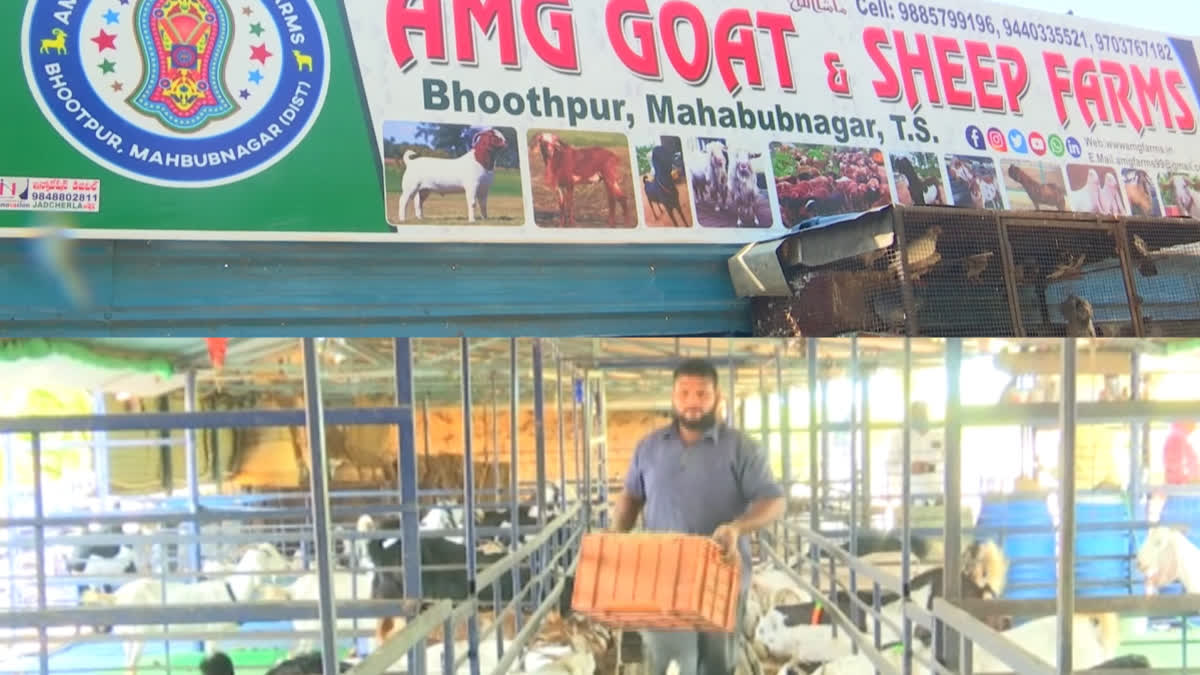 Goat Farm at bhoothpur