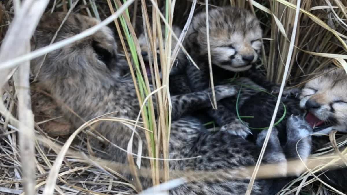 Cheetah Cubs Born in Kuno National Park