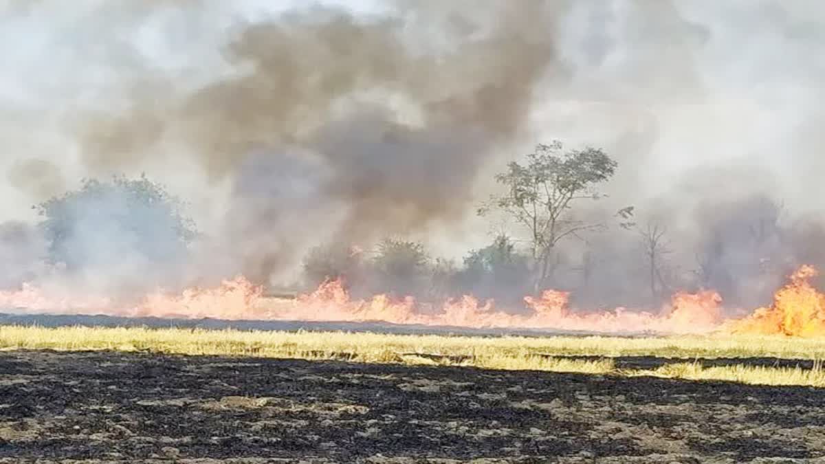 chhindwara collector banned burning of narwai