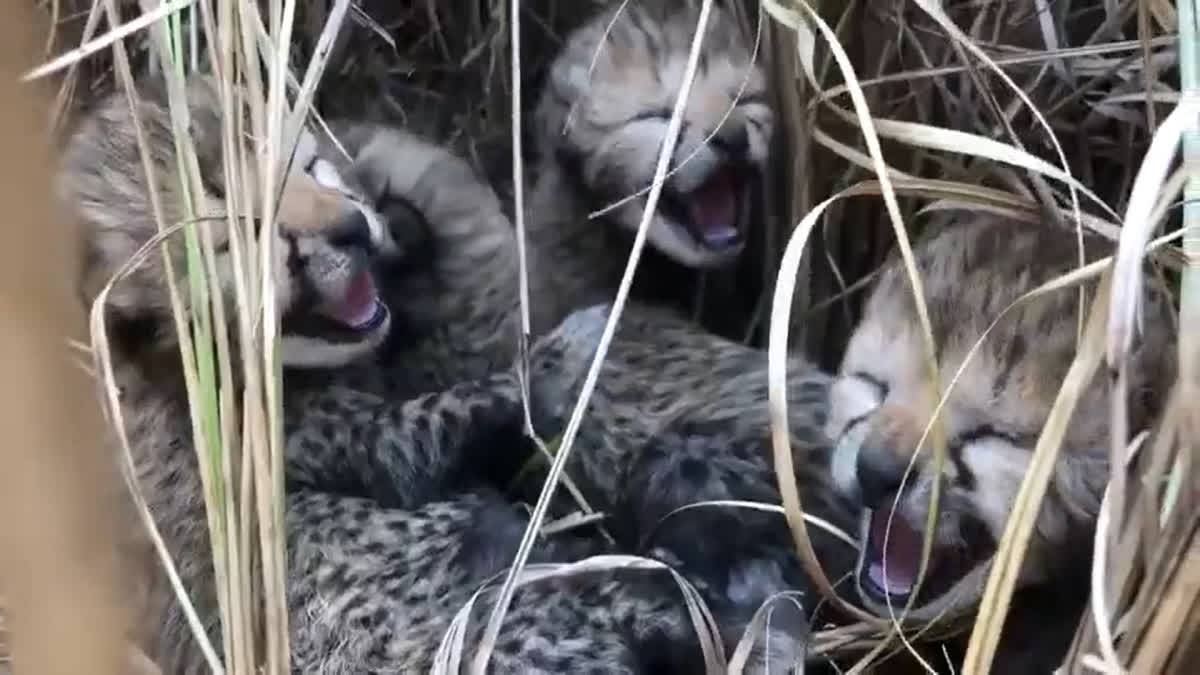 Birth of four Namibian Cheetah Cubs