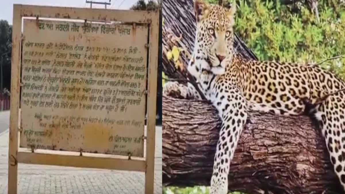 Wildlife nangal news: The condition of the wildlife sanctuary boards on the roads along the river Sutlej is bad.