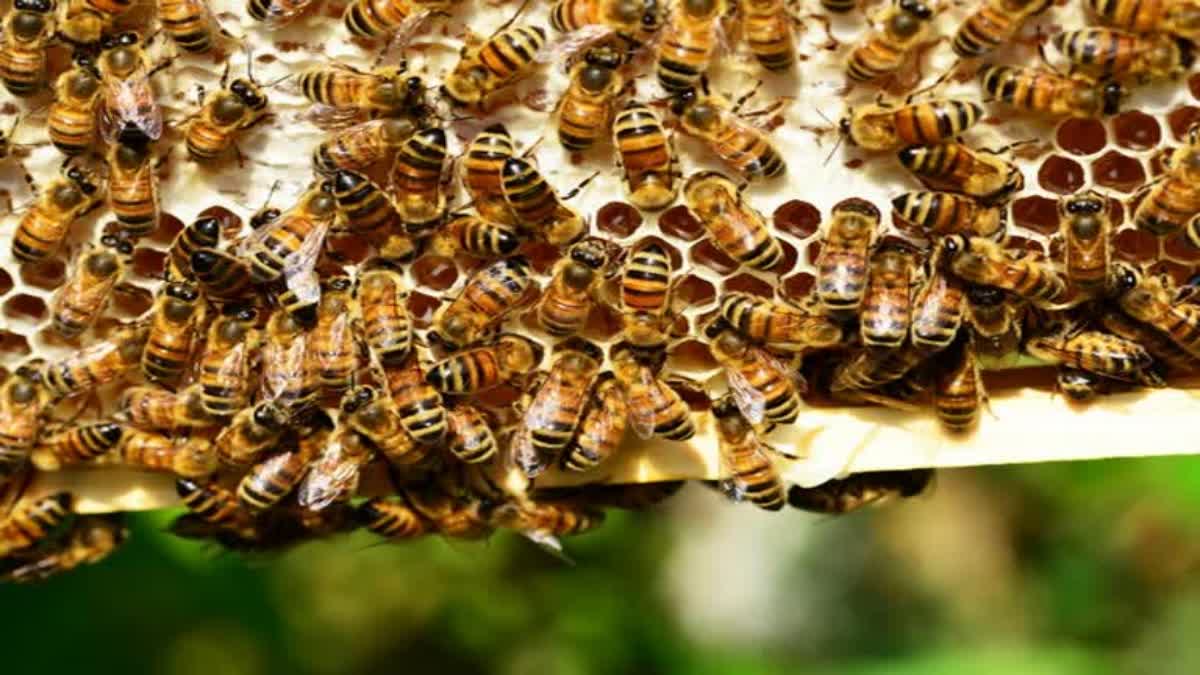 beehives removed from Barkatullah University