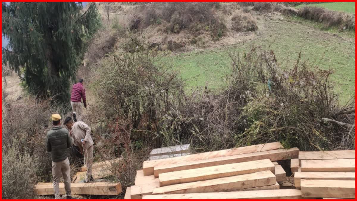 Illegal deforestation in Kullu