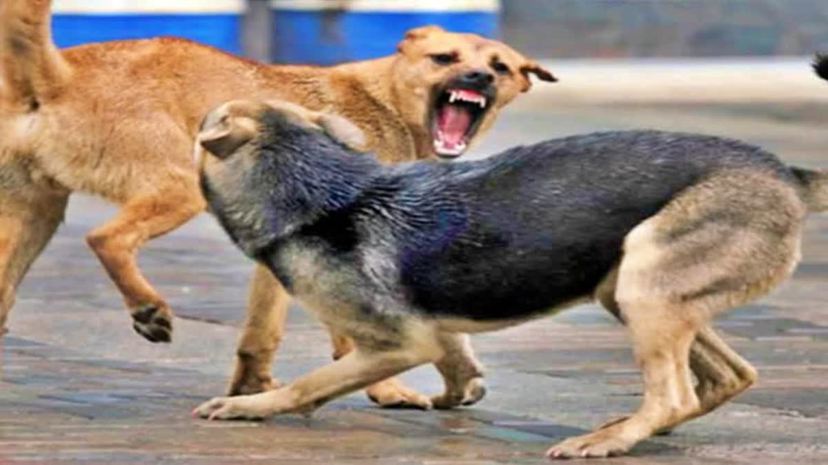 Dog Attack Kodinar : કોડીનારમાં રખડતા શ્વાને હુમલો કરતા બાળકનું થયું મોત