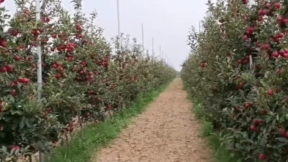 Agro Tech for Orchardists: کشمیری باغبانوں کے لئے ایپ کے ذریعے مشاورت