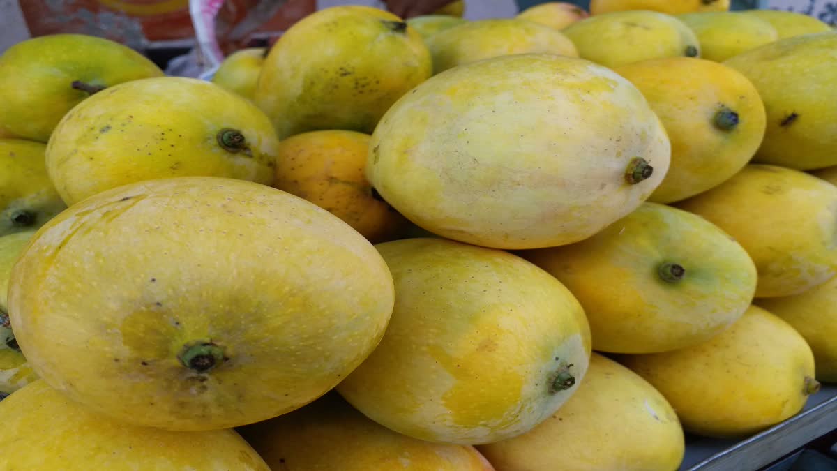 Kesar Mango in Junagadh : કેસર કેરીનો પ્રતિ કિલો ભાવ દાંત ખાટા કરે એવો, જૂનાગઢની બજારમાં શું ભાવ છે જૂઓ