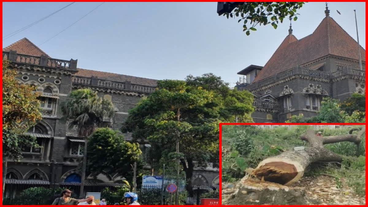 Mumbai HC On Tree  Cutting Case