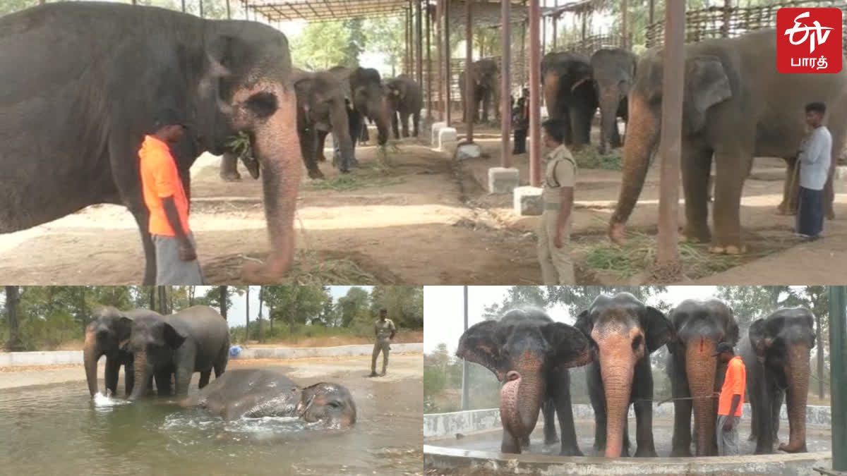 Elephants bathed excitedly to beat the summer at the Trichy MR Palayam Elephant Sanctuary