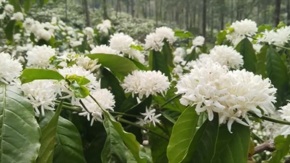 Coffee farming idukki  Coffee farming  Coffee  farming  idukki farming  idukki news  idukki summer  ഇടുക്കി  ഇടുക്കി കാപ്പി മേഖല  കാപ്പി കൃഷി  കാപ്പി  ഇടുക്കി കാപ്പിത്തോട്ടം  കാപ്പി പൂത്തു  കാപ്പി ചെടികൾ