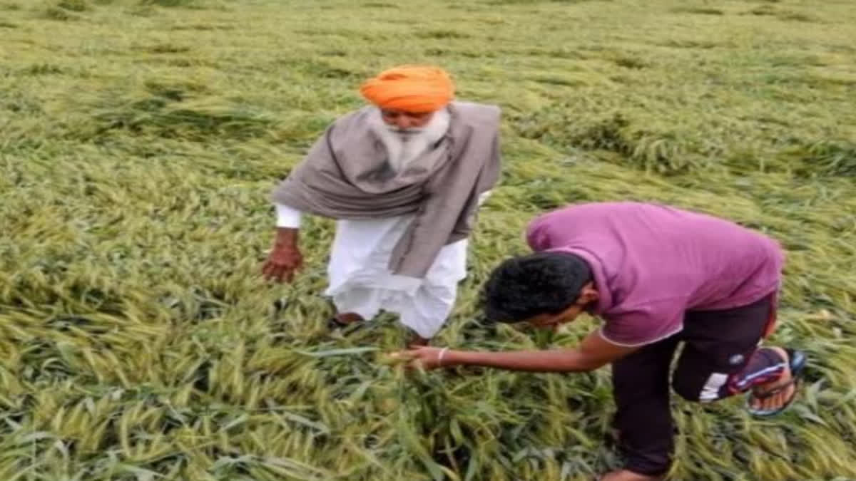 Agricultural experts in Ludhiana gave important advice to farmers