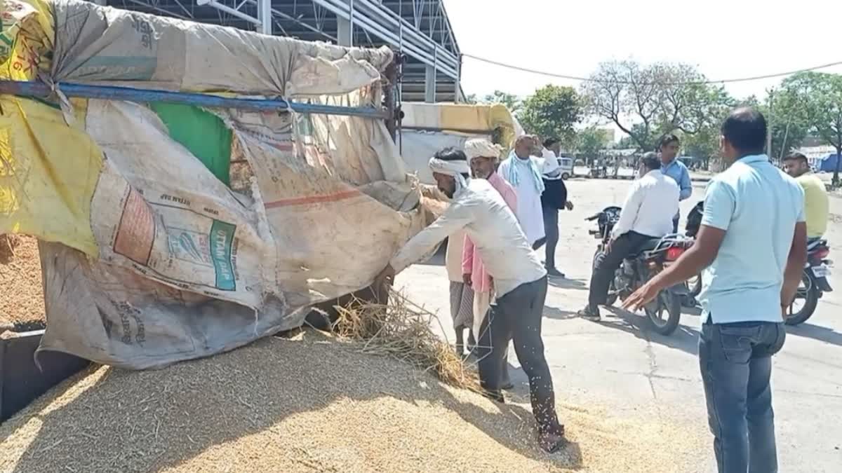 wheat government procurement in haryana