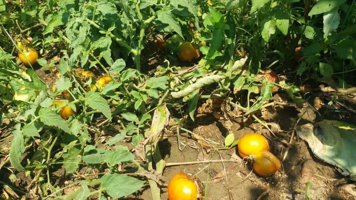 farming destroyed due to heavy rainfall in boudh