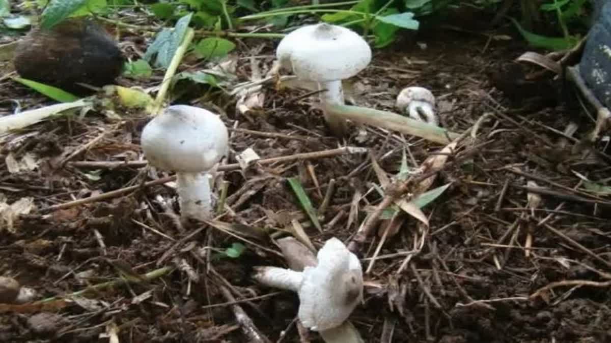 poisonous mushrooms