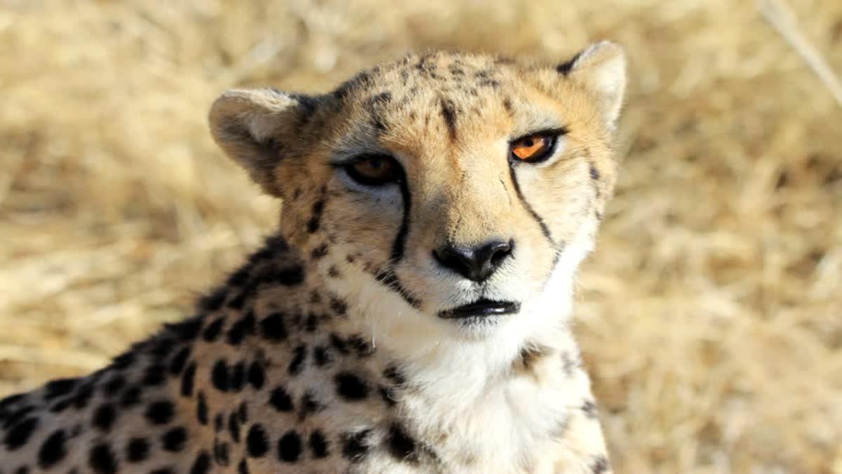 Cheetah Ovan