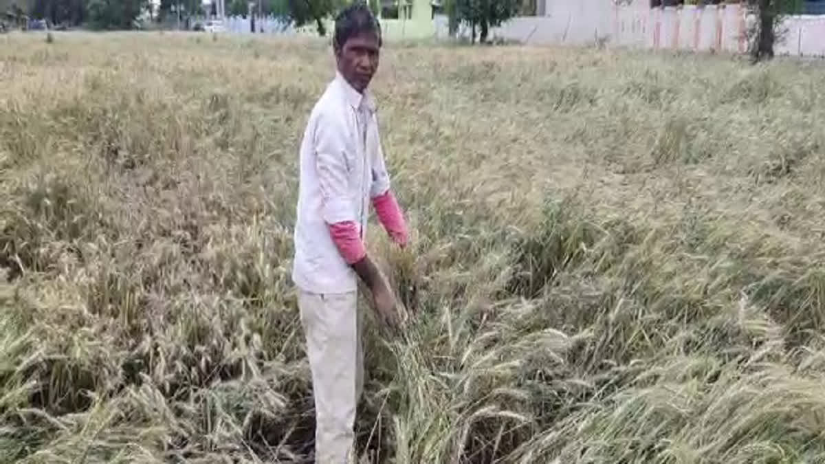 Crop ruined due to rain and hail