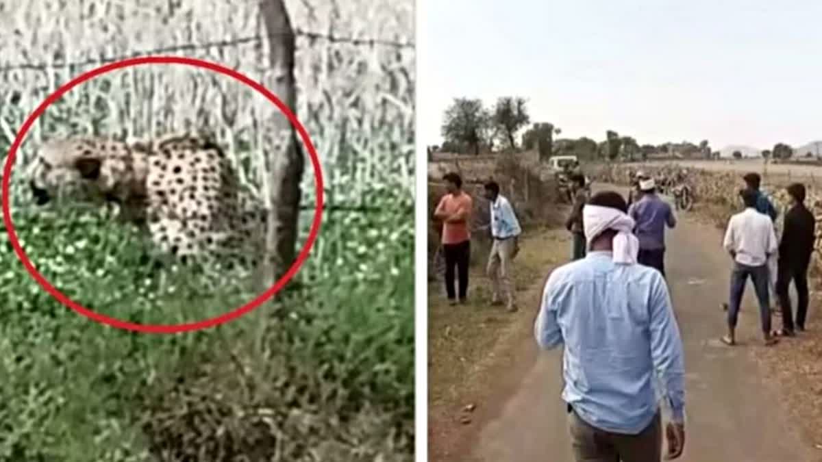 Namibian Cheetah Oban came out from Kuno National Park and reached a Village 20 KM Away