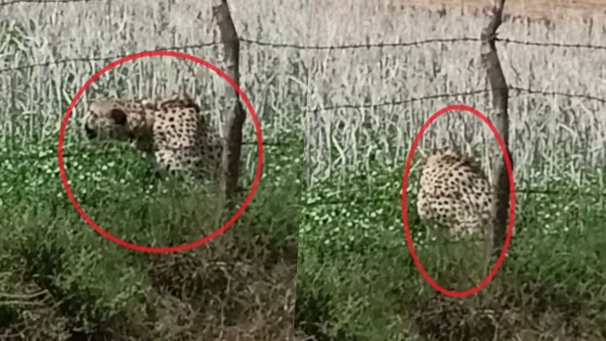 Namibian Cheetah Oban  Oban entered residential area  Oban outside Kuno National Park  Namibian Cheetah  Namibian Cheetah in residential area  Oban  Kuno National Park  Jhar Baroda  നമീബിയയില്‍ നിന്നെത്തിച്ച ചീറ്റ  ചീറ്റകളില്‍ ഒന്ന് ദേശീയ ഉദ്യാനം വിട്ട്  ചീറ്റ ജനവാസ മേഖലയില്‍  വനം വകുപ്പ്  നമീബിയ  കുനോ ദേശീയ ഉദ്യാനത്തില്‍  ചീറ്റ  മധ്യപ്രദേശ്  Cheetah