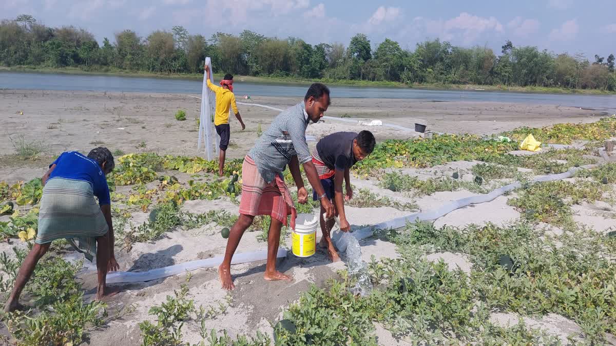 Watermelon Cultivation