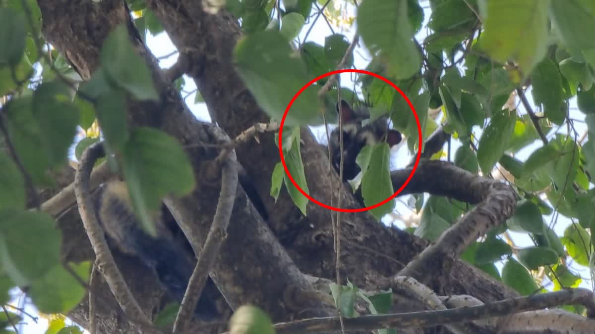 Asian Palm Civet Spotted in Ramnagar