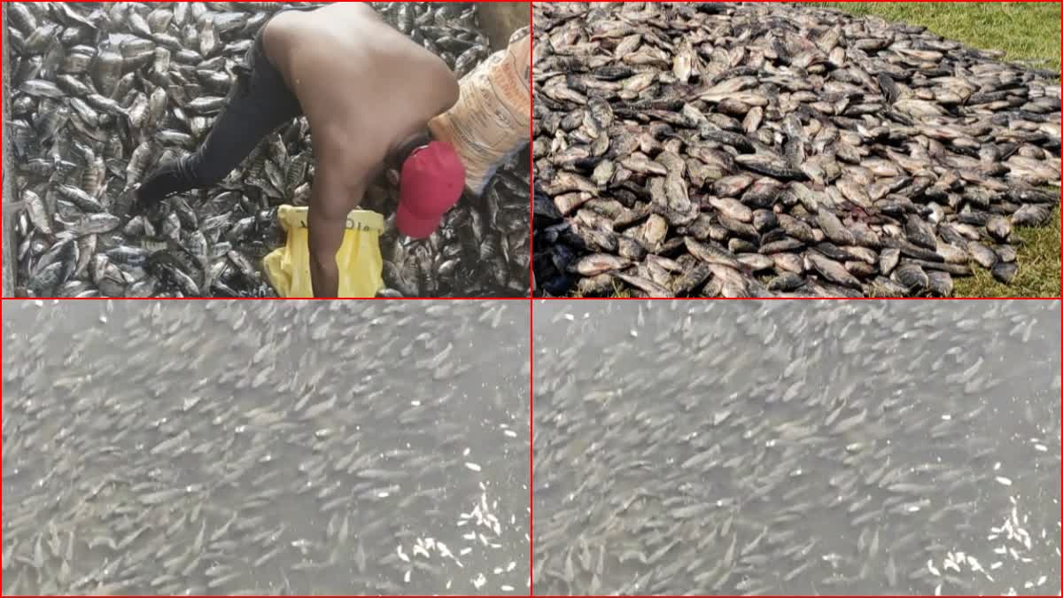 Lakhs of Fishes Died