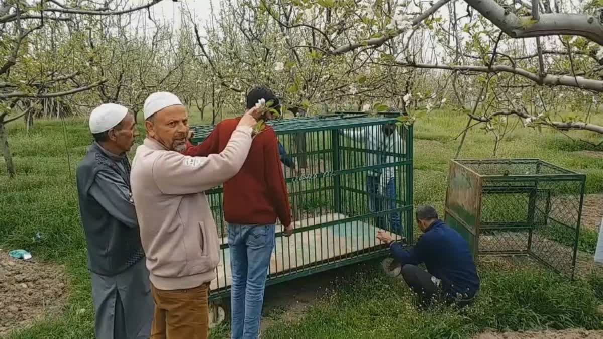 panic-in-prichoo-pulwama-after-leopard-spotted