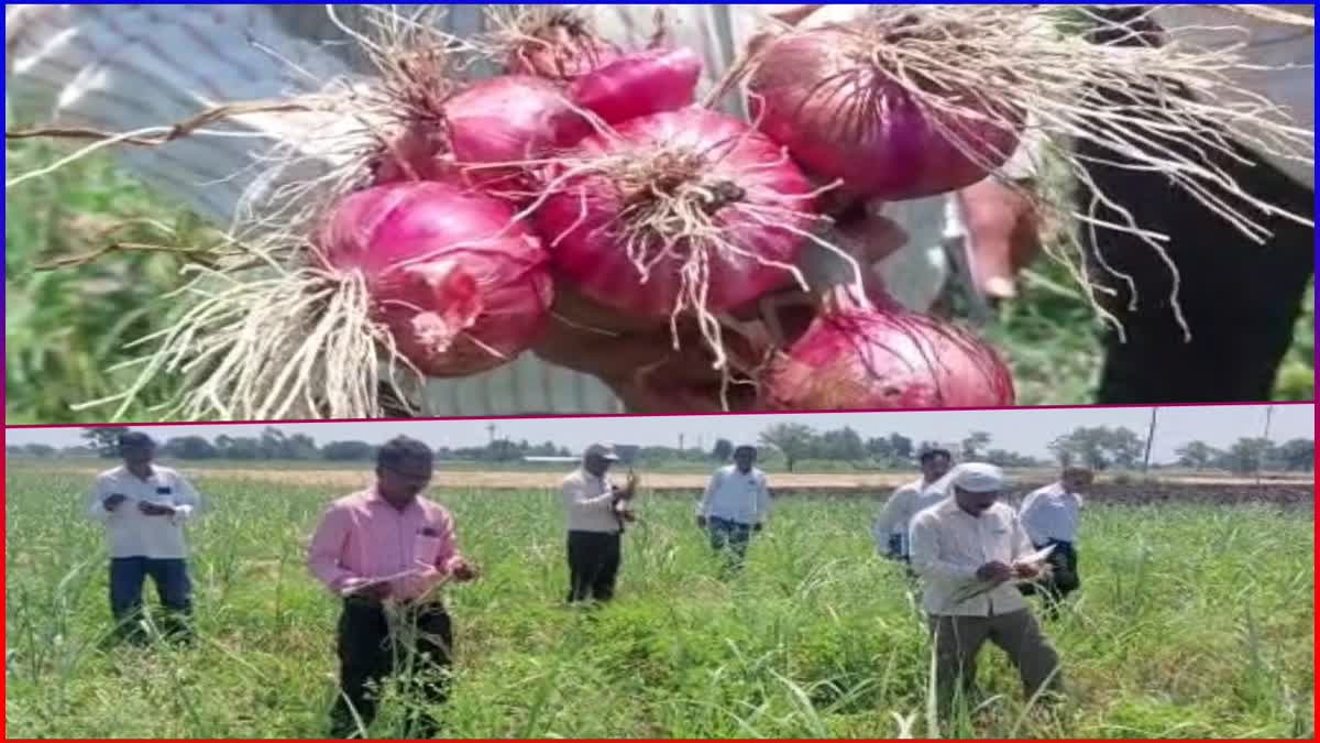 Scientists Visited Onion Farm