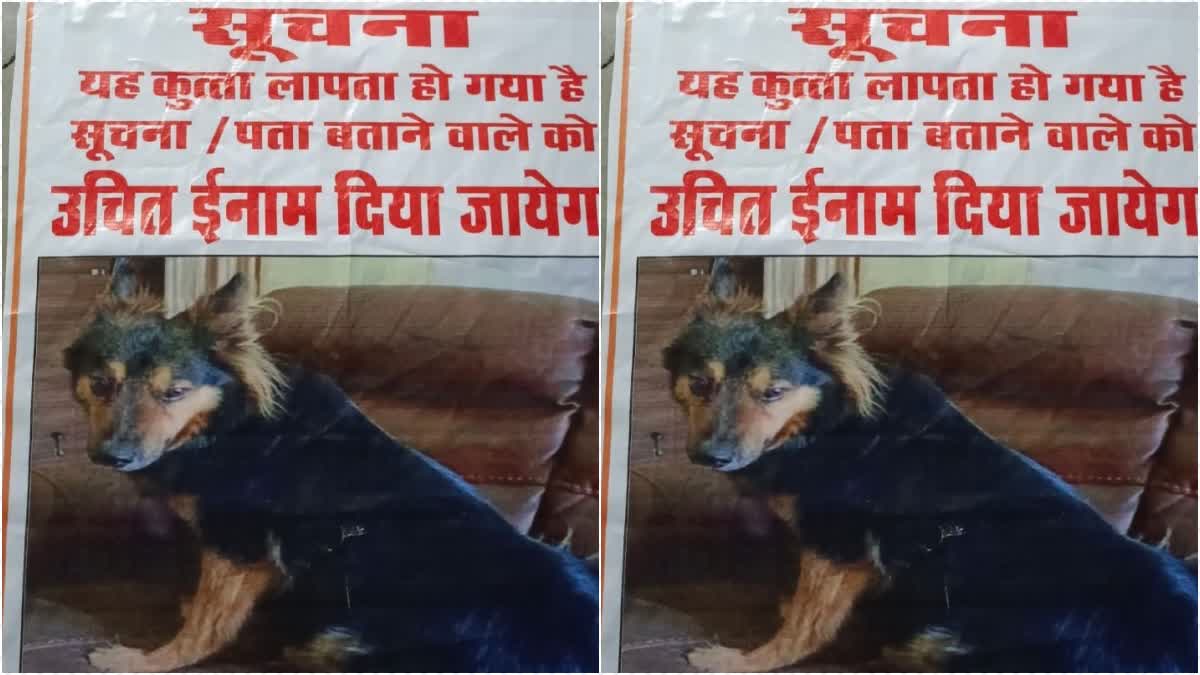 ias-pet-dog-missing-in-gwalior-dog-missing-posters-in-madhya-pradesh