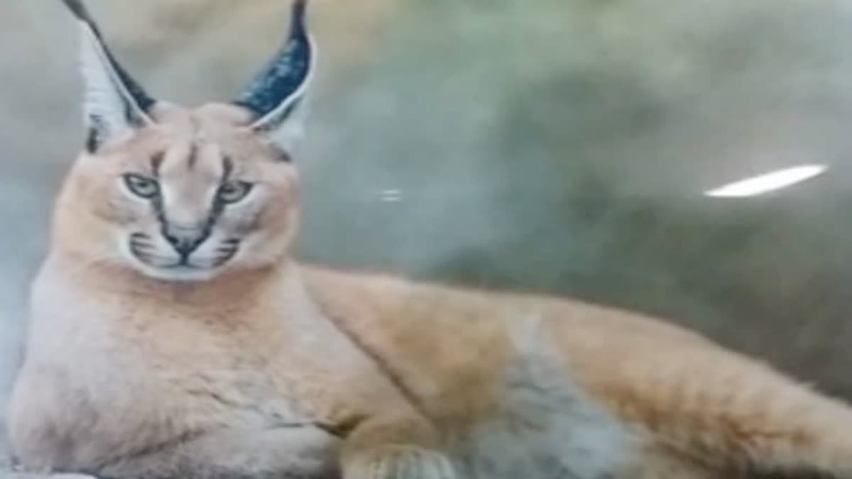 Caracals Cats reintroduction project