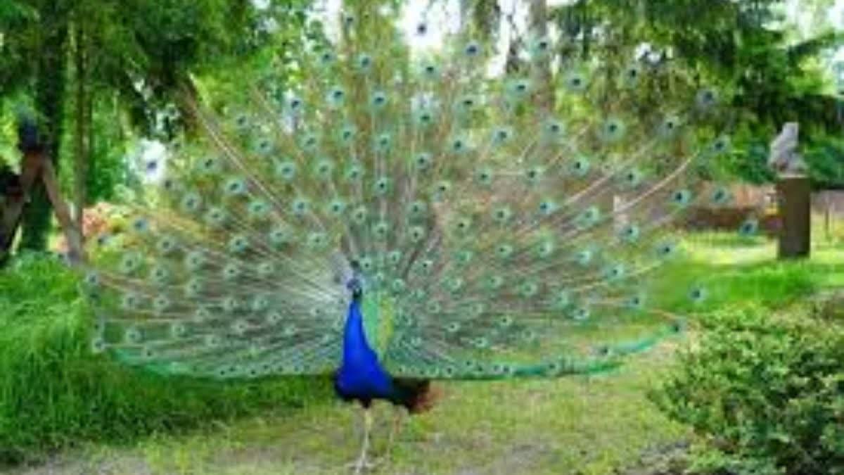 three Peacocks died in Dholpur