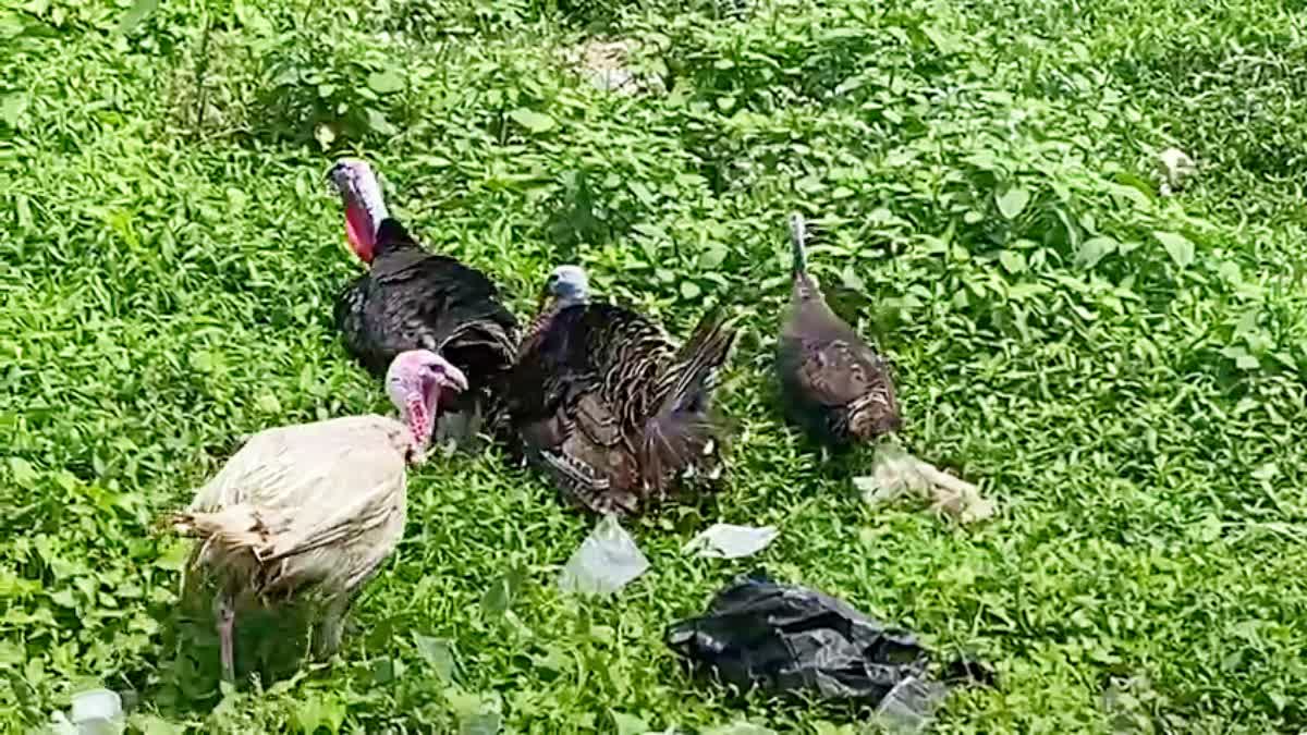Turkey Chicken Farming