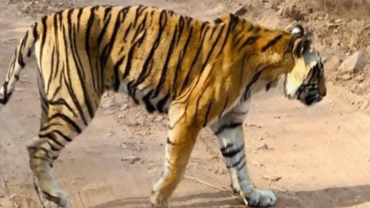 Tiger Hunting Panther in Ranthambore