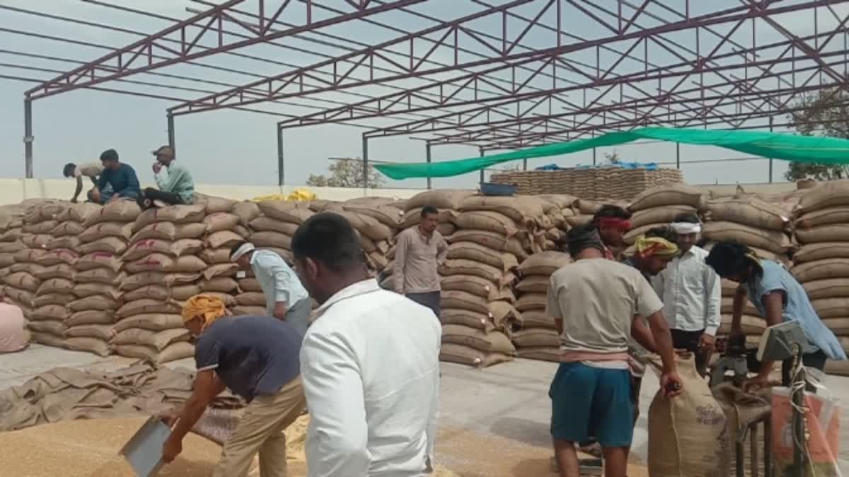 wheat purchase center in shajapur
