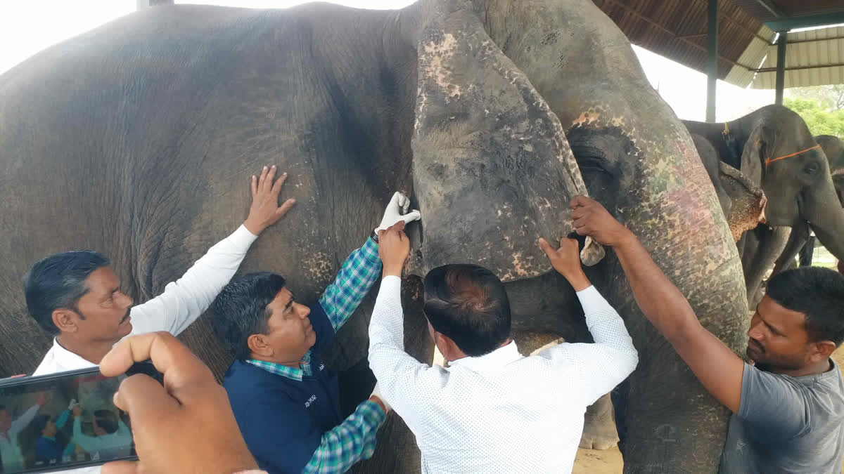 Elephant Medical Camp