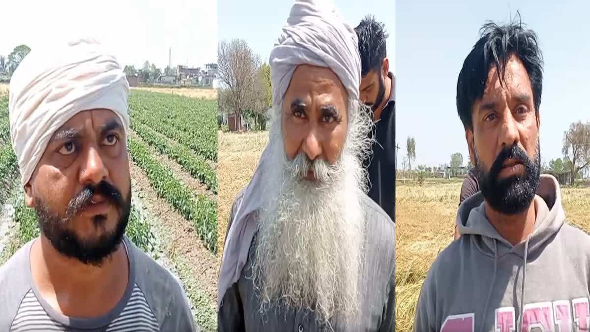 Farmer's capsicum and wheat crops were damaged due to rain in village Kokri Kalan of Moga