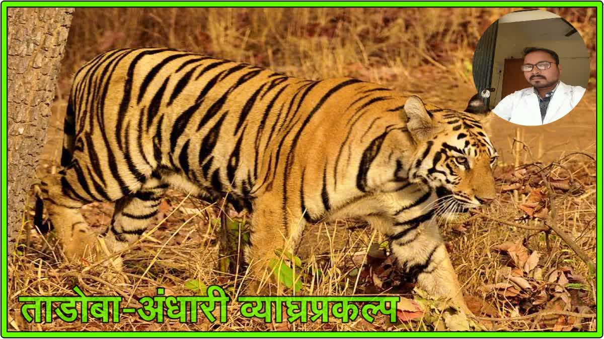 Tadoba Tiger Project