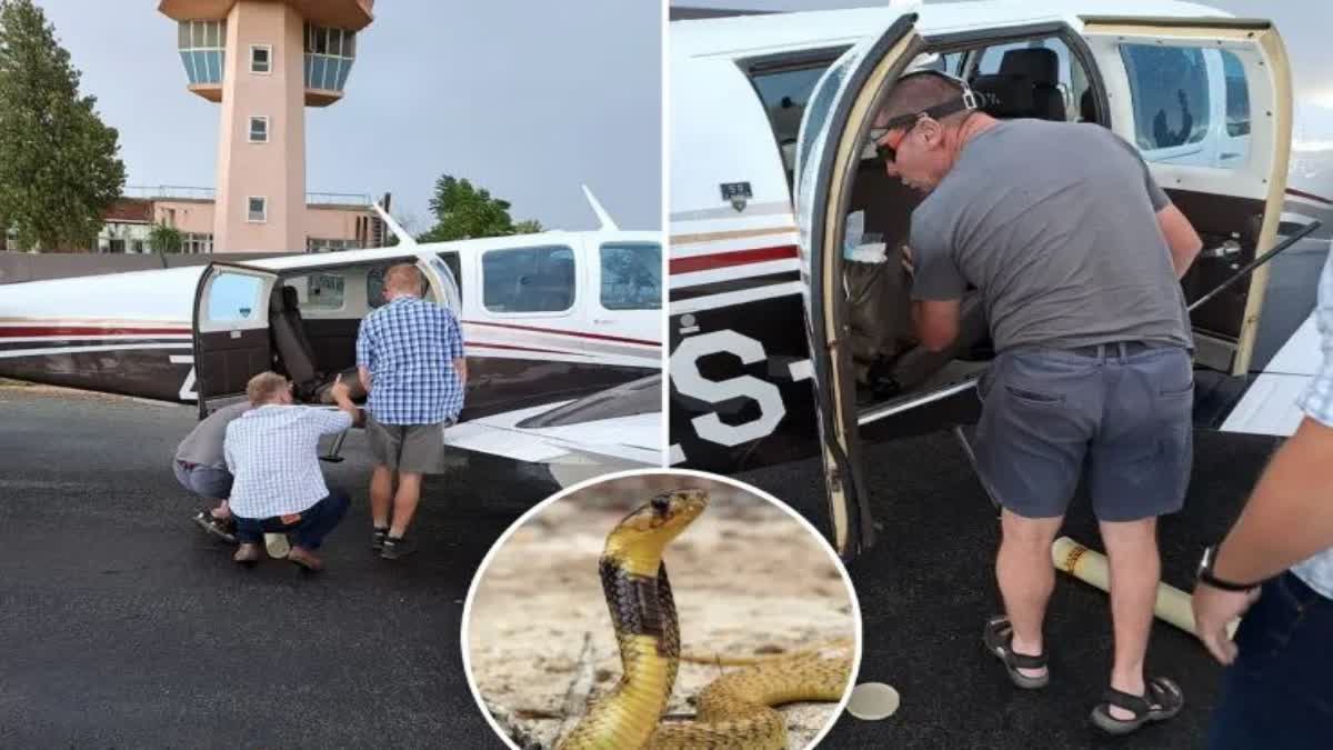 South African pilot safely lands Plane after an unexpected Flight with Cobra
