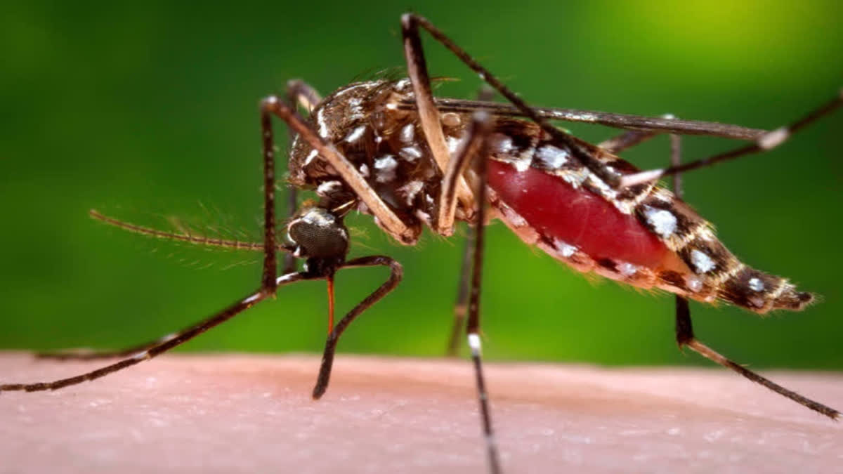 Climate change can drive global outbreaks in dengue, Chikungunya: WHO