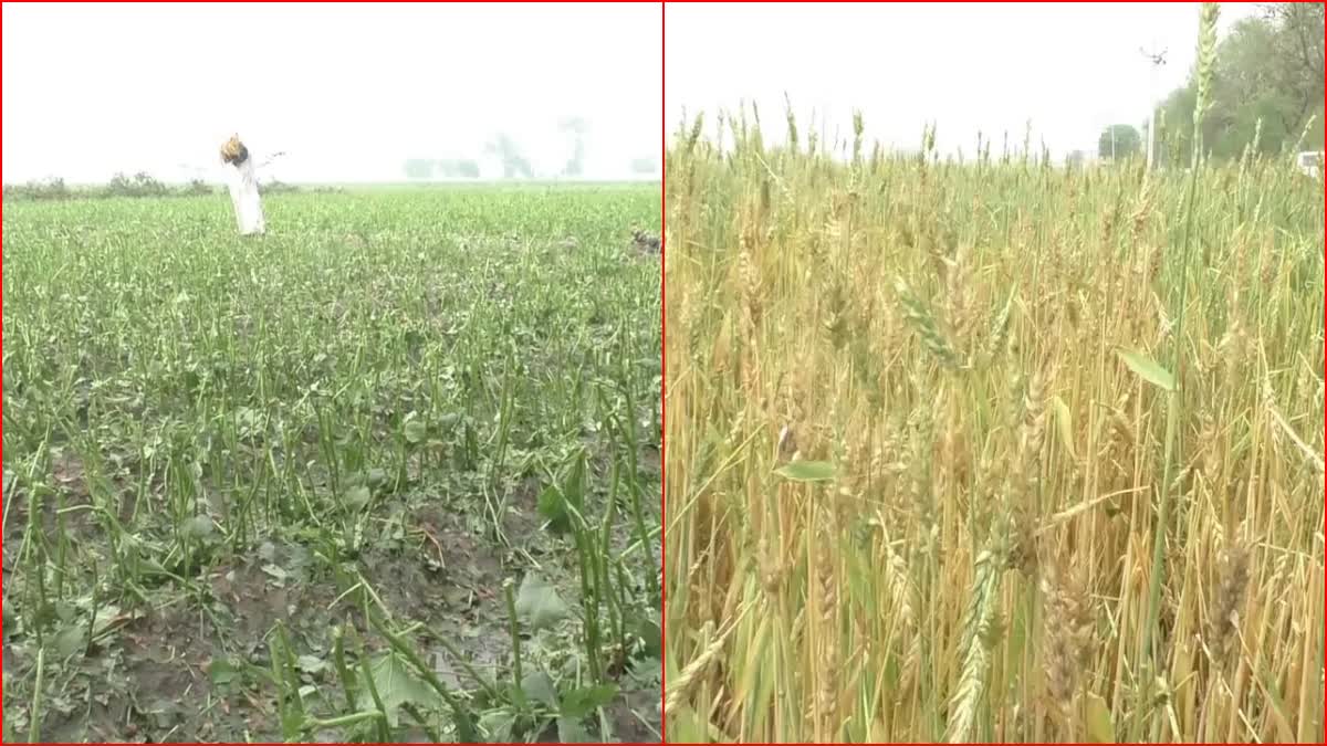 wheat crop damaged due to rain