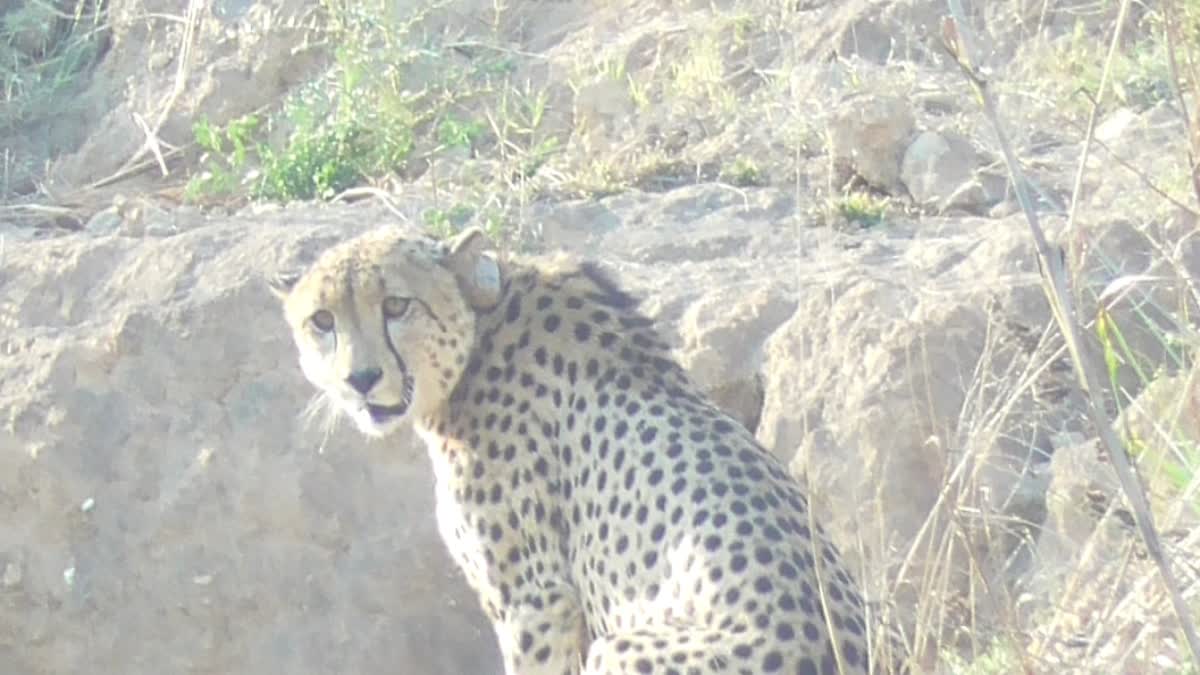 Ovan and Asha cheetah location found